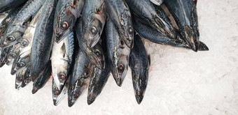 鲭鱼冰超市死生冻日本鱼被称为萨巴岛烹饪新鲜的海盐水拆包鲭鱼属鱼营养ω超级市场架子上滋养大脑