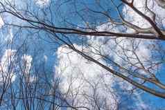 蓝色的天空完整的树封面云自然天空概念