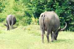 群水牛吃绿色草场动物自然概念