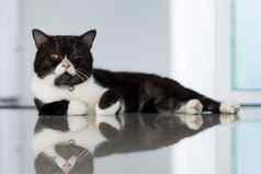 懒惰的猫说谎地板上动物宠物概念