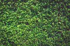 绿色墙自然植物背景树纹理壁纸概念黑暗语气自然权力低关键有机树叶完整的空白复制空间