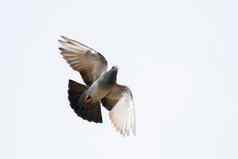 图像鸽子飞行天空动物鸟