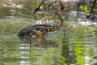 亚洲水监控varanus<strong>出来的</strong>游泳河动物爬行动物