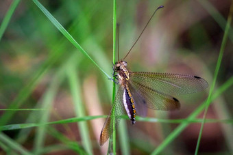 图像owlflies蚜虫蚜虫科昆虫订单脉翅目自然背景昆虫动物