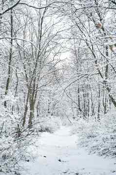 雪覆盖冬天森林风景冬天童话