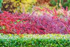 红色的叶子水果分支机构车轮棠horizontalis布什花园秋天色彩斑斓的背景