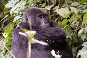 大猩猩布温迪国家公园乌干达