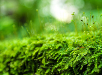 <strong>孢子</strong>体新鲜绿色莫斯水滴日益增长的热带雨林
