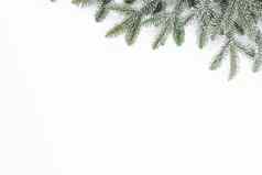 圣诞节作文冷杉树分支机构白色背景