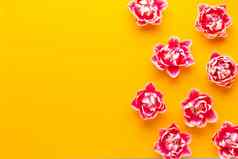 春天粉红色的郁金香黄色的背景复古的古董风格