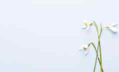 新鲜的雪花莲蓝色的背景的地方文本春天问候卡妈妈。一天平躺