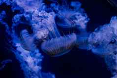 集团光蓝色的水母游泳水族馆