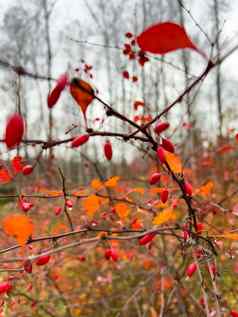 特写镜头视图红色的罗文浆果分支机构背景秋天公园黄色的叶子黑色的树分支机构
