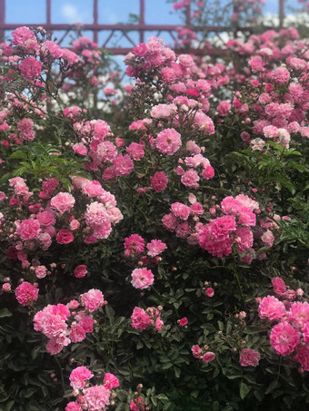 美丽的新鲜的玫瑰自然自然背景大花序玫瑰花园布什特写镜头布什红色的玫瑰小巷城市公园