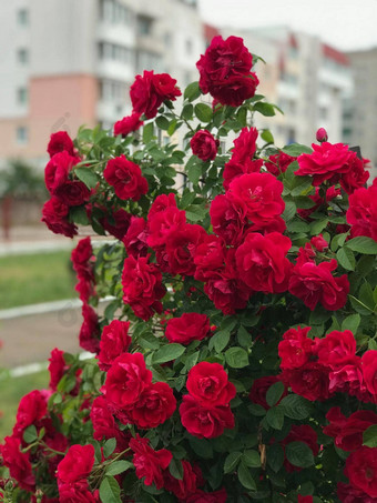 美丽的新鲜的玫瑰自然自然背景大花序玫瑰花园<strong>布什</strong>特写镜头<strong>布什</strong>红色的玫瑰小巷城市公园