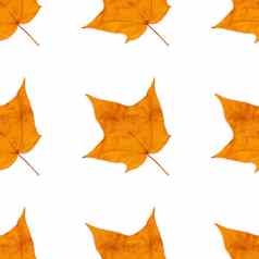 秋天色彩斑斓的在枫叶无缝的背景模式纹理