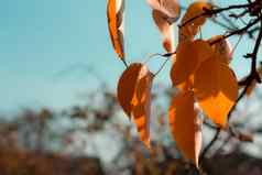 秋天叶分支天空背景秋天自然季节橙色树森林明亮的植物美丽的树叶颜色黄色的环境