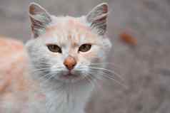 白色橙色猫相机肖像白色橙色猫相机可爱的宠物首页
