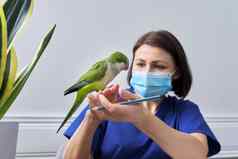 医生女人兽医检查绿色贵格会教徒鹦鹉