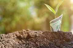 增长业务金融代表日益增长的树