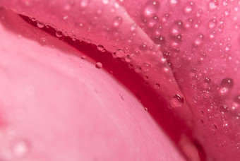 背景宏水滴粉红色的花瓣
