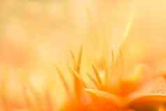 宏水滴花瓣橙色非洲菊