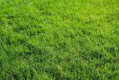 明亮的绿色草背景新鲜的绿色草场绿色草纹理打印网络海报横幅