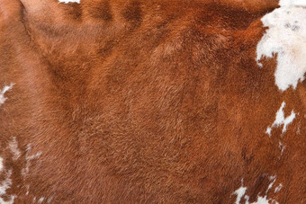 纹理棕色（的）发现了牛外套红色的白色牛头发关闭真正的真正的自然皮毛复制空间文本