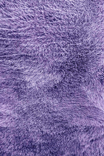 纹理牛外套健美的紫色的光紫色的紫罗兰色的牛头发关闭真正的真正的自然皮毛横幅复制空间文本