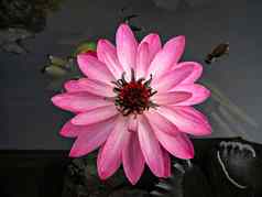 关闭图像美丽的黑暗粉红色的莲花花叶子水