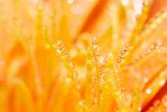 水滴橙色花花瓣