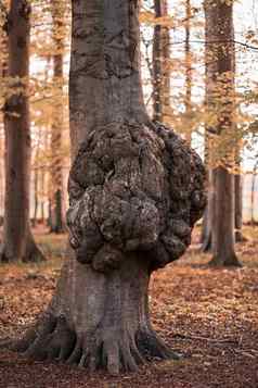 大增长树树干疾病树树皮