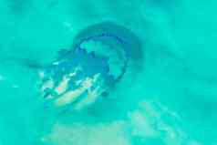 美杜莎游泳光清晰的海蓝宝石海水海岸特写镜头