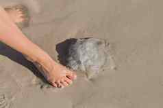 女孩的脚站水母沙子海海滩