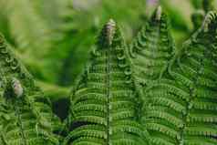 完美的自然蕨类植物模式美丽的背景使年轻的绿色蕨类植物叶子