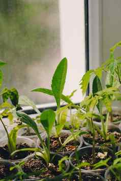 番茄幼苗可生物降解的锅窗台上幼苗西红柿泥炭锅婴儿植物播种泥炭锅托盘农业幼苗