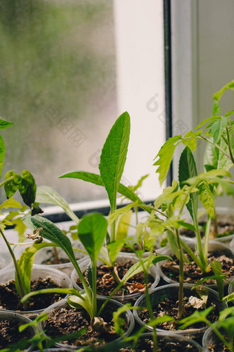 番茄幼苗可生物降解的锅窗台上幼苗西红柿泥炭锅婴儿植物播种泥炭锅托盘农业幼苗