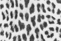 壁纸摘要豹模式无缝的野生动物背景野生动物纹理
