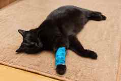 不健康的黑色的猫痛缠着绷带爪子睡觉休息首页地毯
