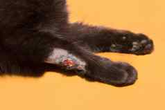 伤口爪子黑色的猫光橙色背景特写镜头