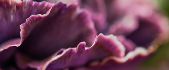 摘要花背景紫色的康乃馨花宏花背景假期品牌设计