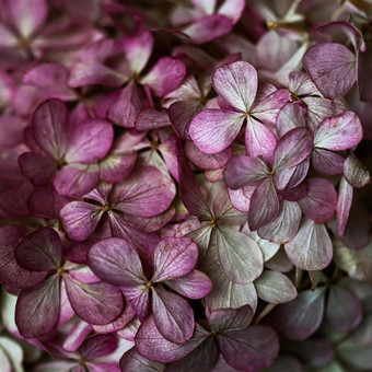 背景紫色的花绣球花绣球花花秋天