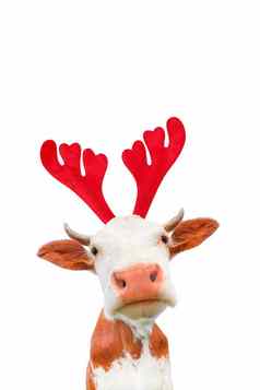 圣诞节有趣的牛孤立的白色背景牛肖像圣诞节驯鹿鹿角头巾
