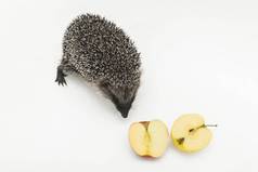 刺猬多刺的动物野生自然哺乳动物苹果吃水果白色背景