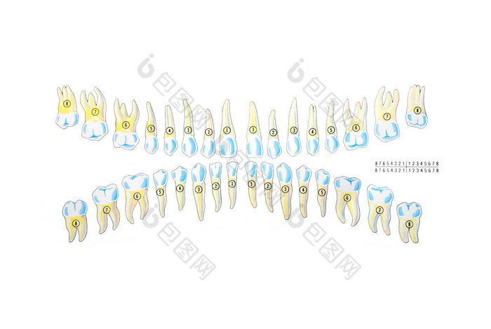 牙齿插图