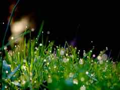 新鲜的花草背景露水水滴