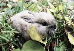 关闭灰色兔子坐着草