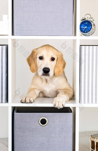 狗窥视储物柜