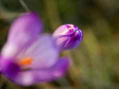 春天紫色的花番红花属