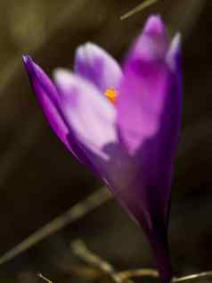 春天紫色的花番红花属